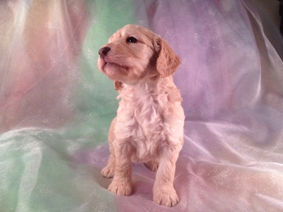 Goldendoodle puppies for sale in Atlanta Georgia are hard to find at fare Prices|Purebredpups ships for $150|Male Goldendoodle Puppy #22 2
